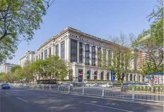 永济金叶女贞树苗报价行情